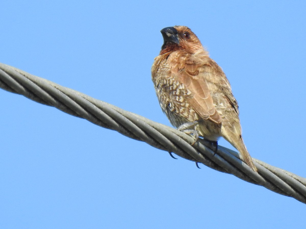 Scaly-breasted Munia - Monica Mesch