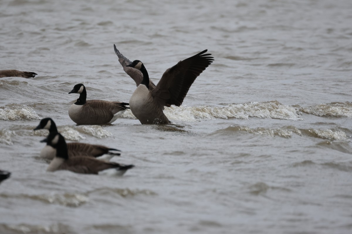 Canada Goose - ML618924967