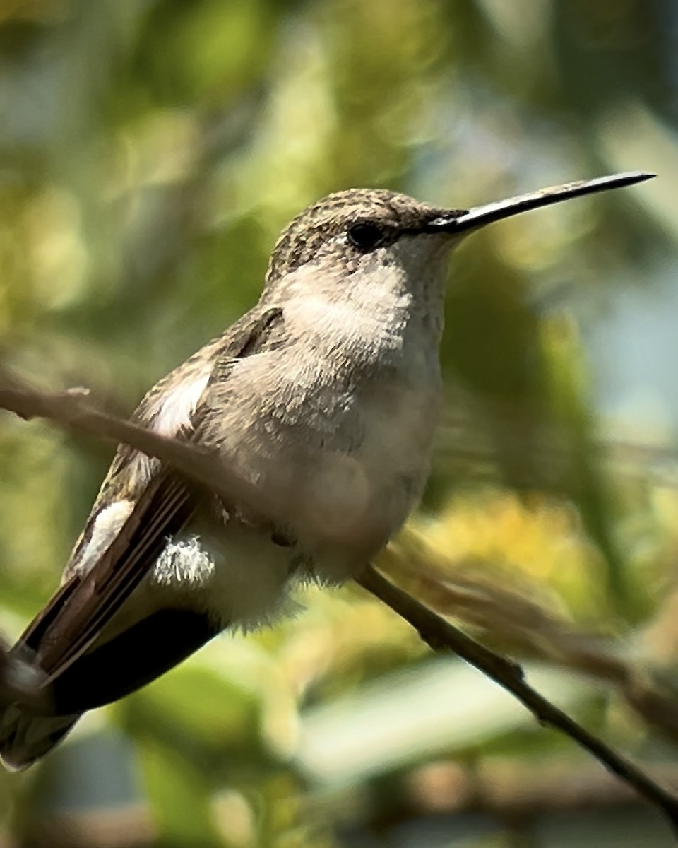 Black-chinned Hummingbird - Chad Brack