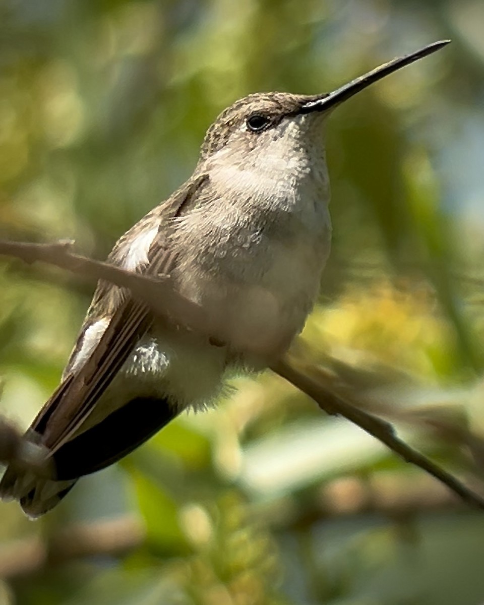 Black-chinned Hummingbird - Chad Brack
