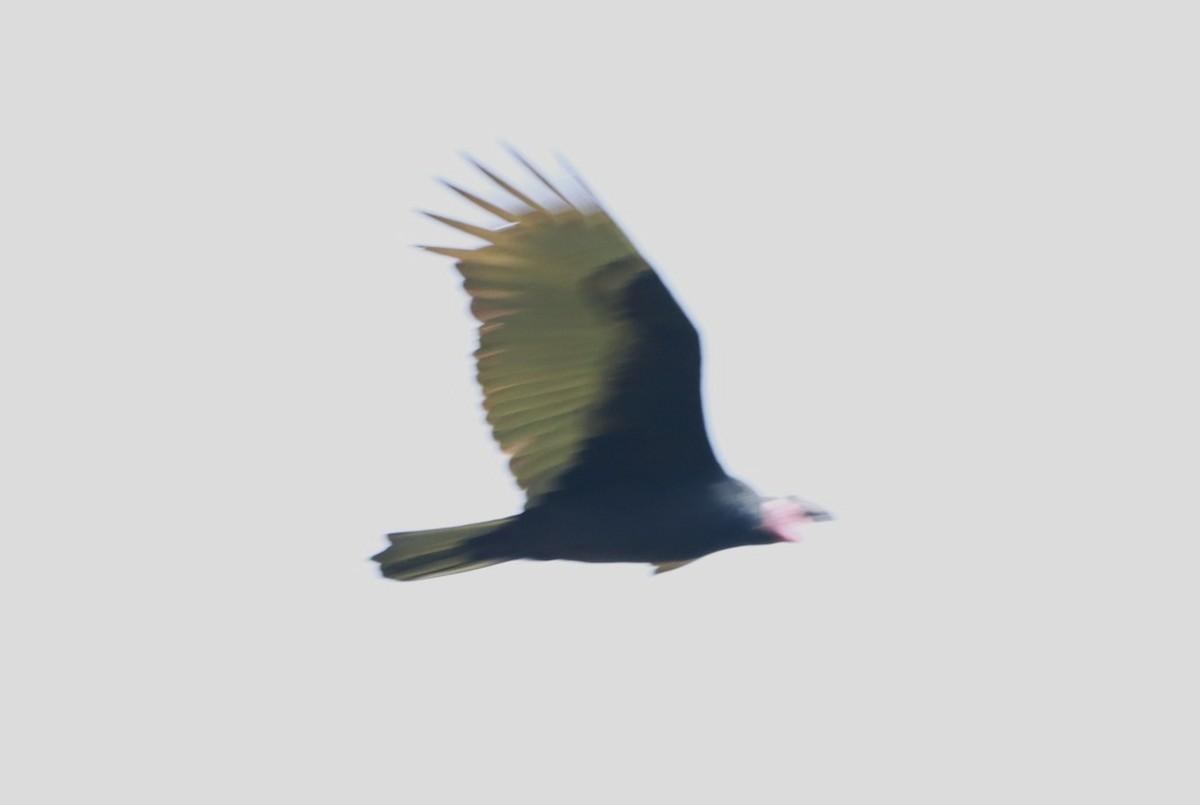 Turkey Vulture - ML618925006