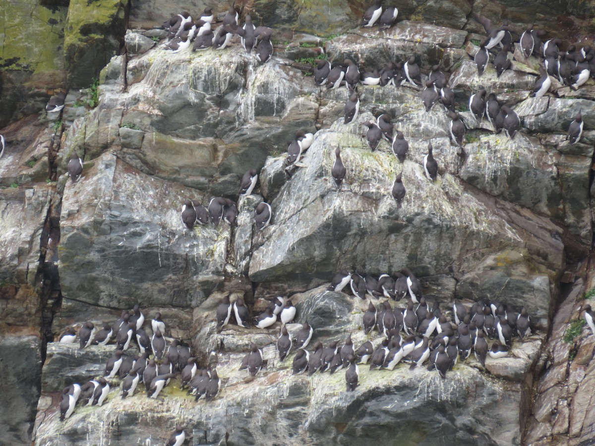 Common Murre - Sally Bergquist