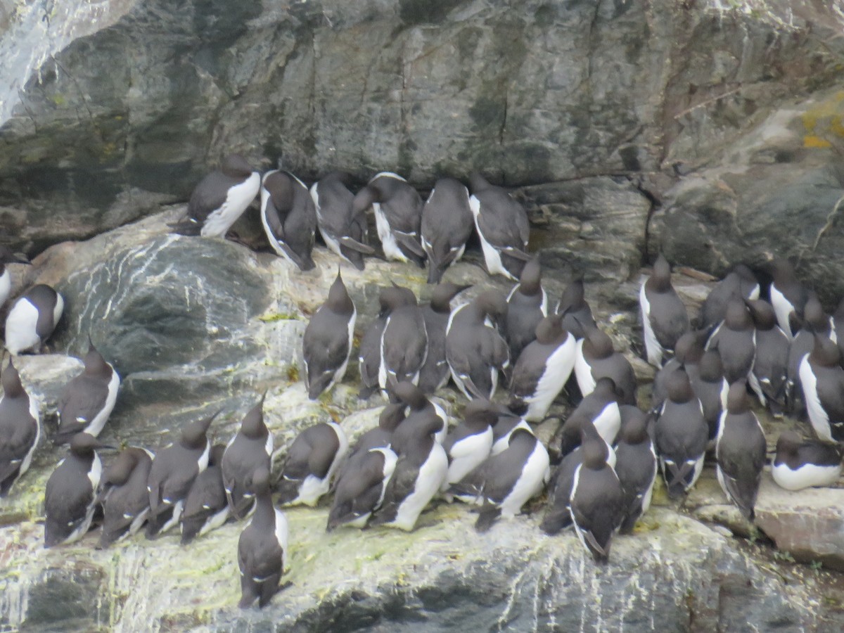 Common Murre - Sally Bergquist