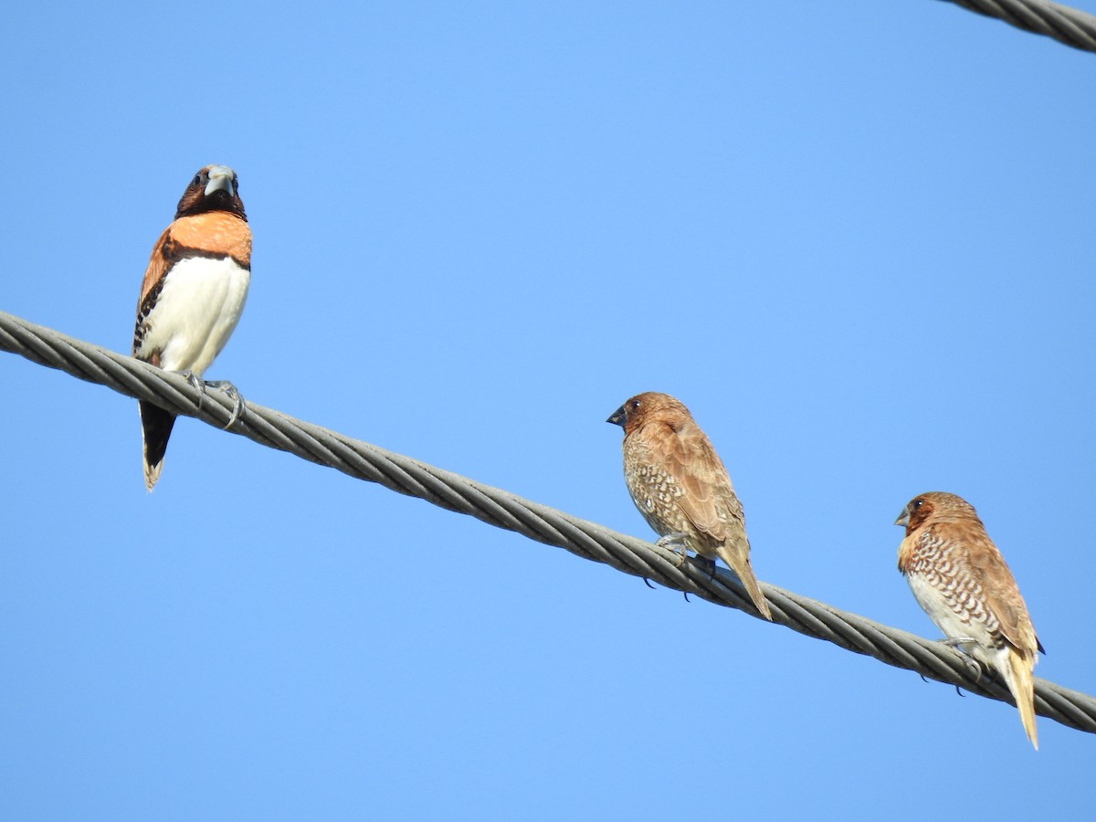 Scaly-breasted Munia - Monica Mesch