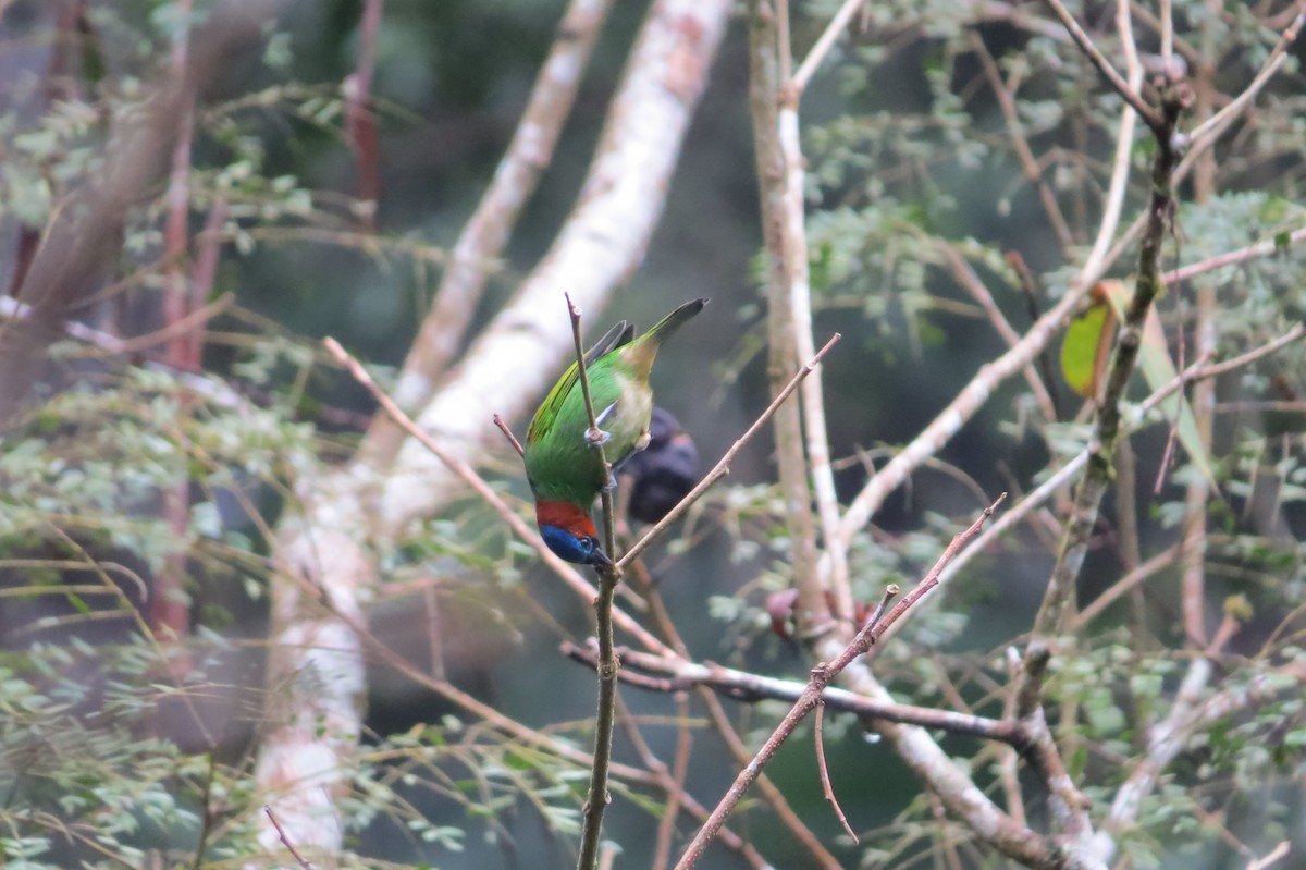 Red-necked Tanager - Jonathan Ehlert