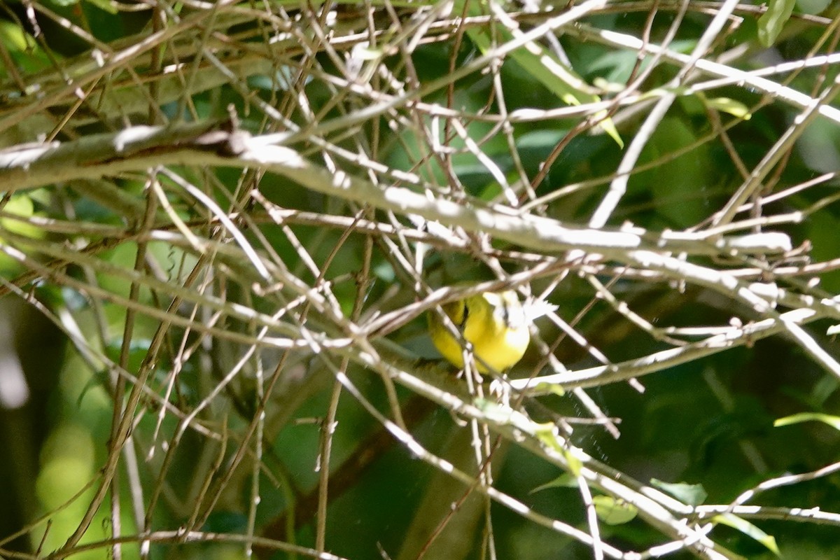 Blue-winged Warbler - June McDaniels