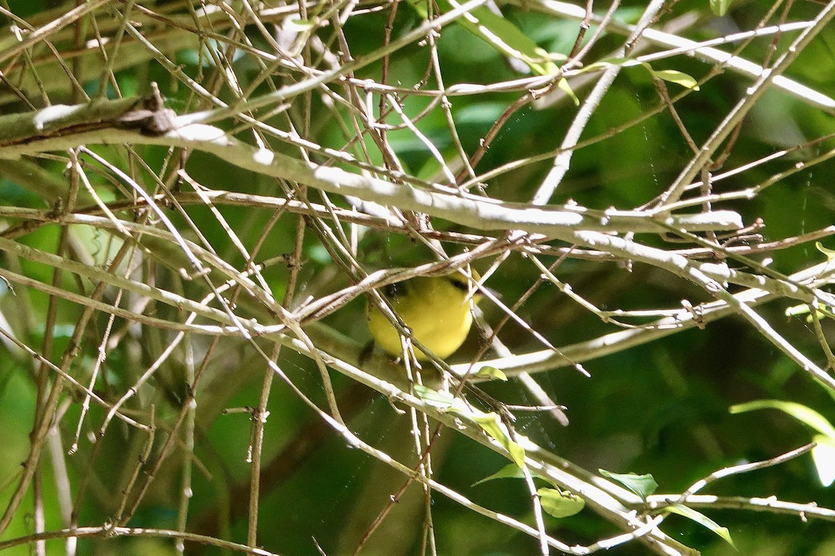 Blue-winged Warbler - June McDaniels