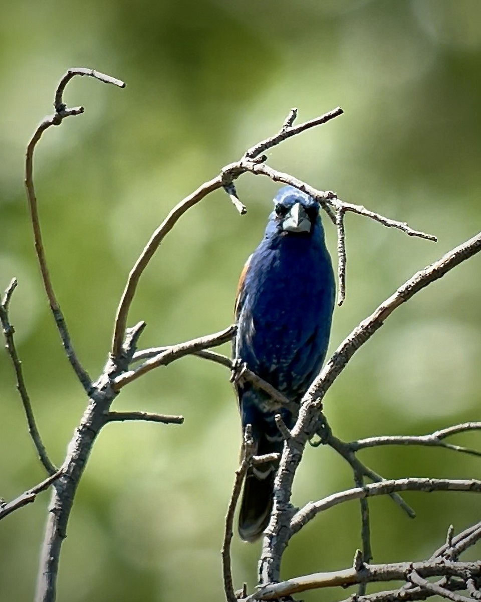 Blue Grosbeak - Chad Brack