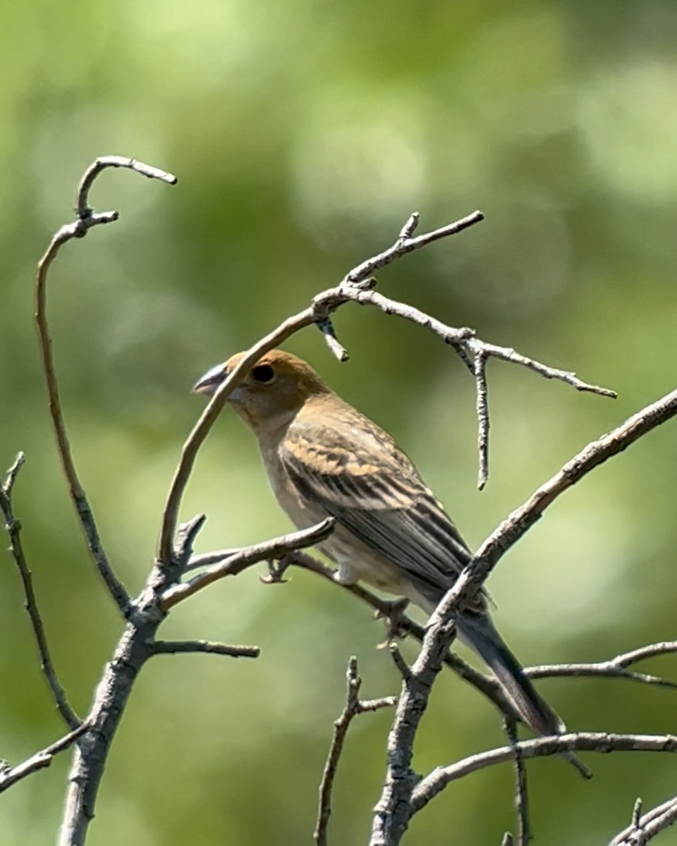 Blue Grosbeak - Chad Brack