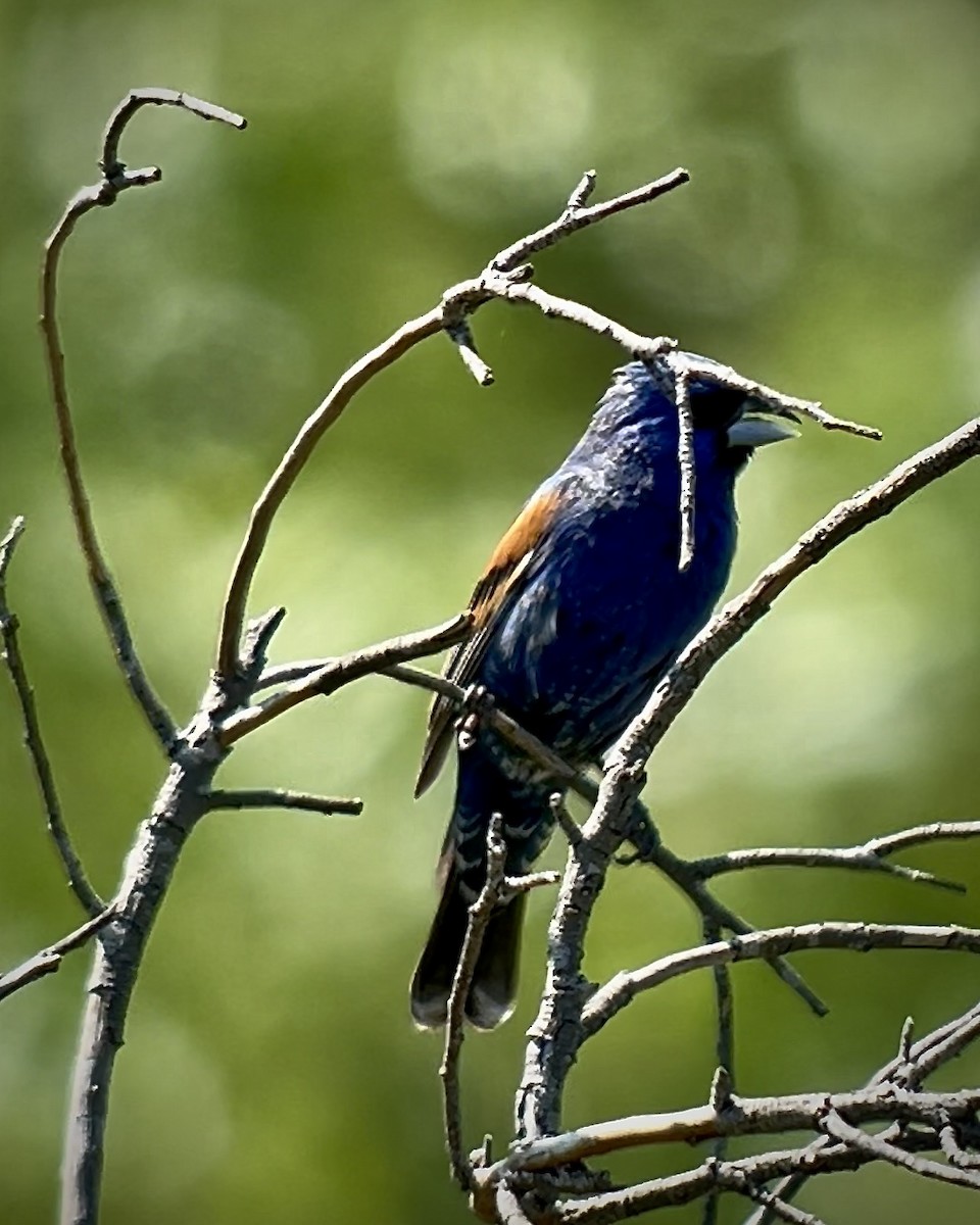 Blue Grosbeak - Chad Brack