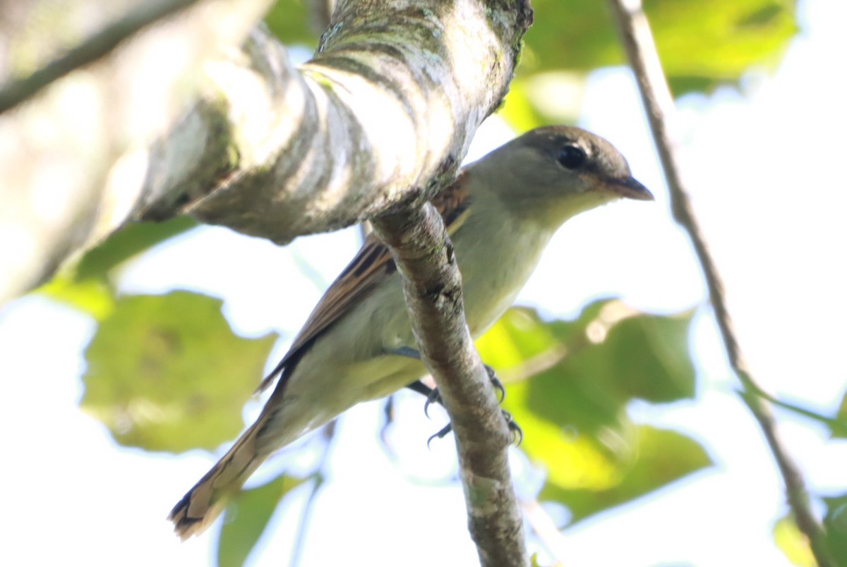 White-winged Becard - ML618925054