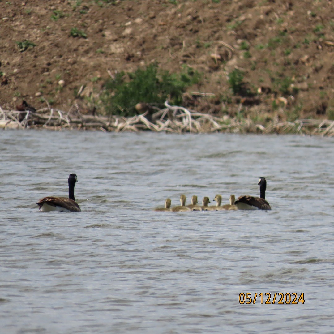 Canada Goose - ML618925058