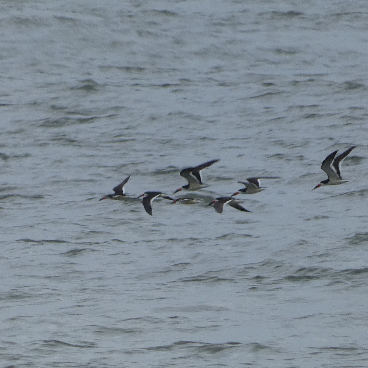 Black Skimmer - Derek Dunnett