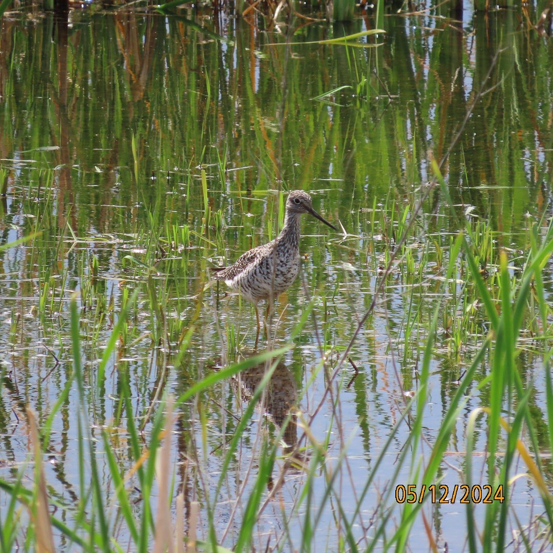 Greater Yellowlegs - ML618925078