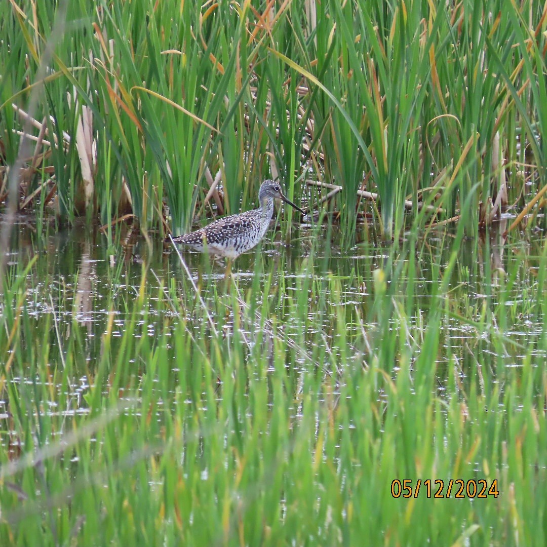 Greater Yellowlegs - Anonymous