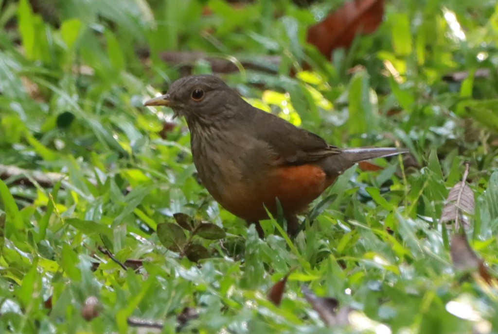 Rufous-bellied Thrush - ML618925084