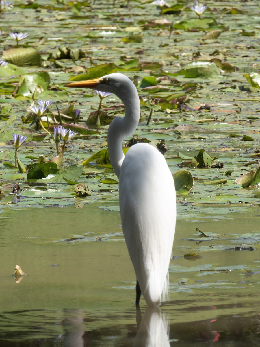 Great Egret - Gabriel V Leite