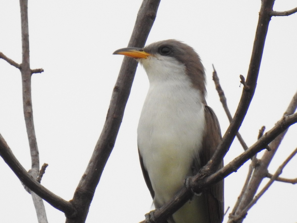 Yellow-billed Cuckoo - ML618925092