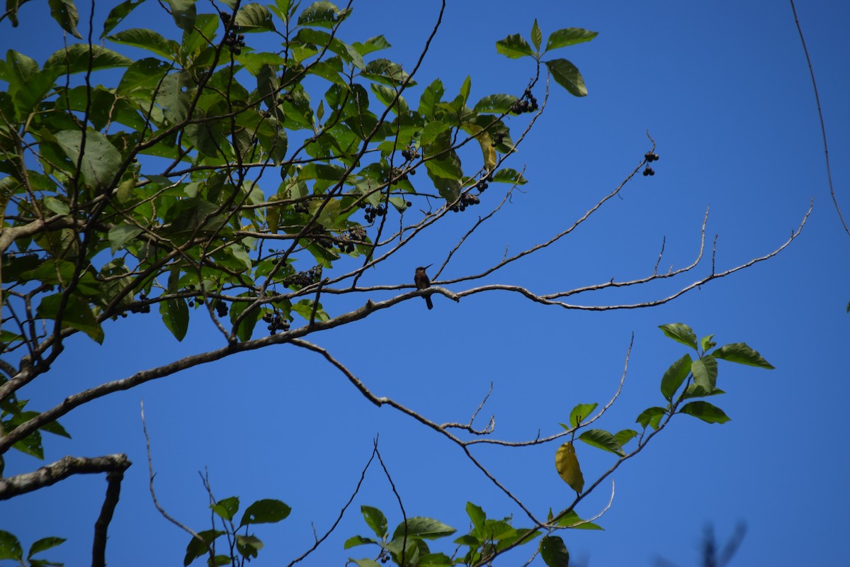 Brown Jacamar - Karen Jiménez