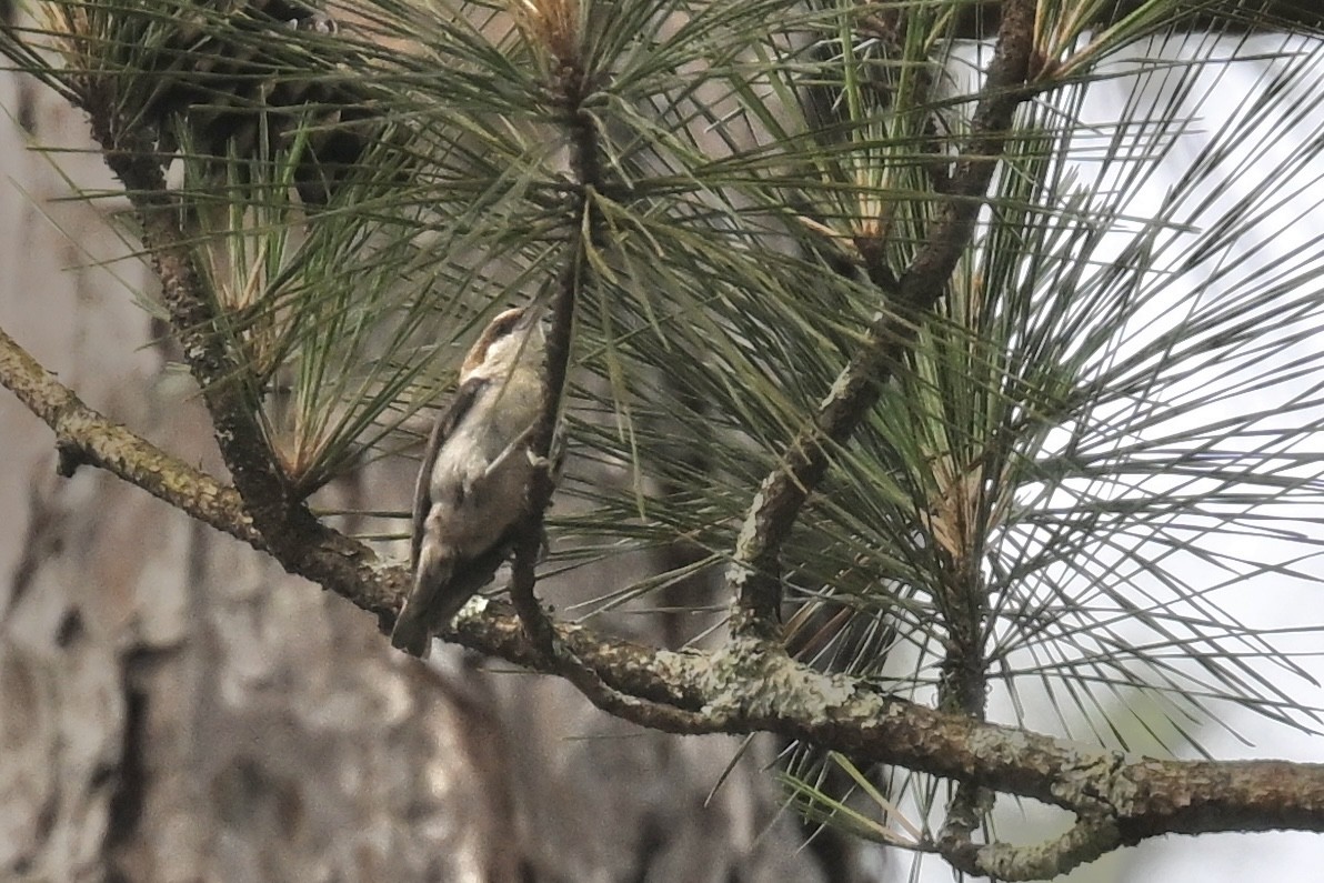 Brown-headed Nuthatch - ML618925115