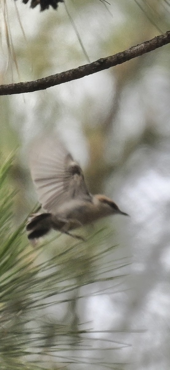 brunhettespettmeis - ML618925116