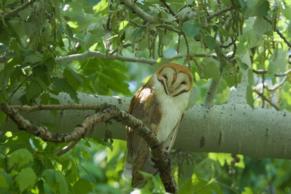 Barn Owl (American) - ML618925125