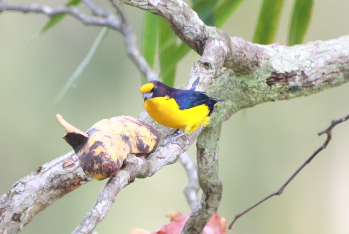 Violaceous Euphonia - João Paulo Durante