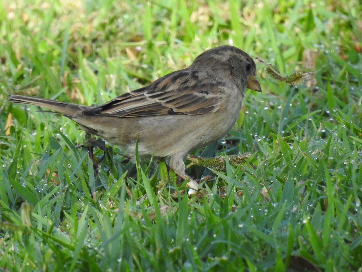 House Sparrow - Monica Mesch