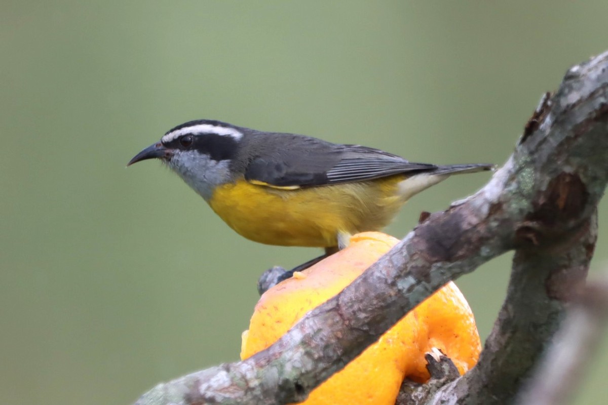 Bananaquit - ML618925146