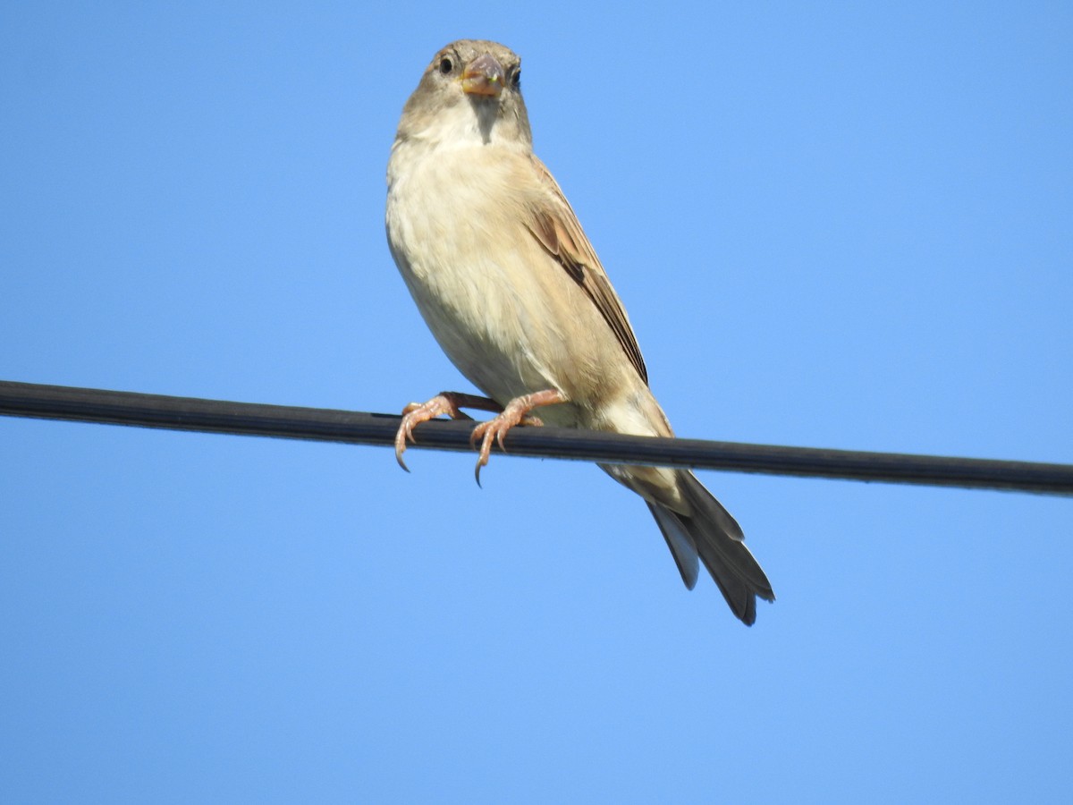 House Sparrow - Monica Mesch