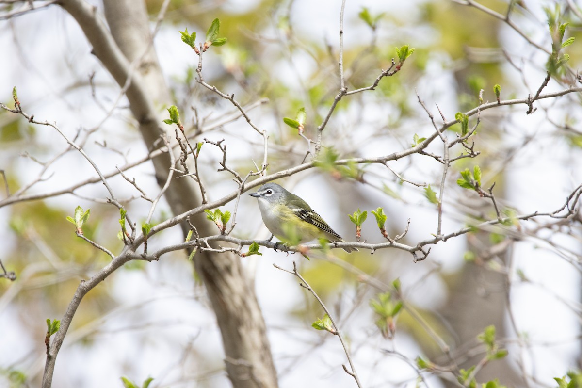 Blue-headed Vireo - Gabriel Beaupré Lacombe