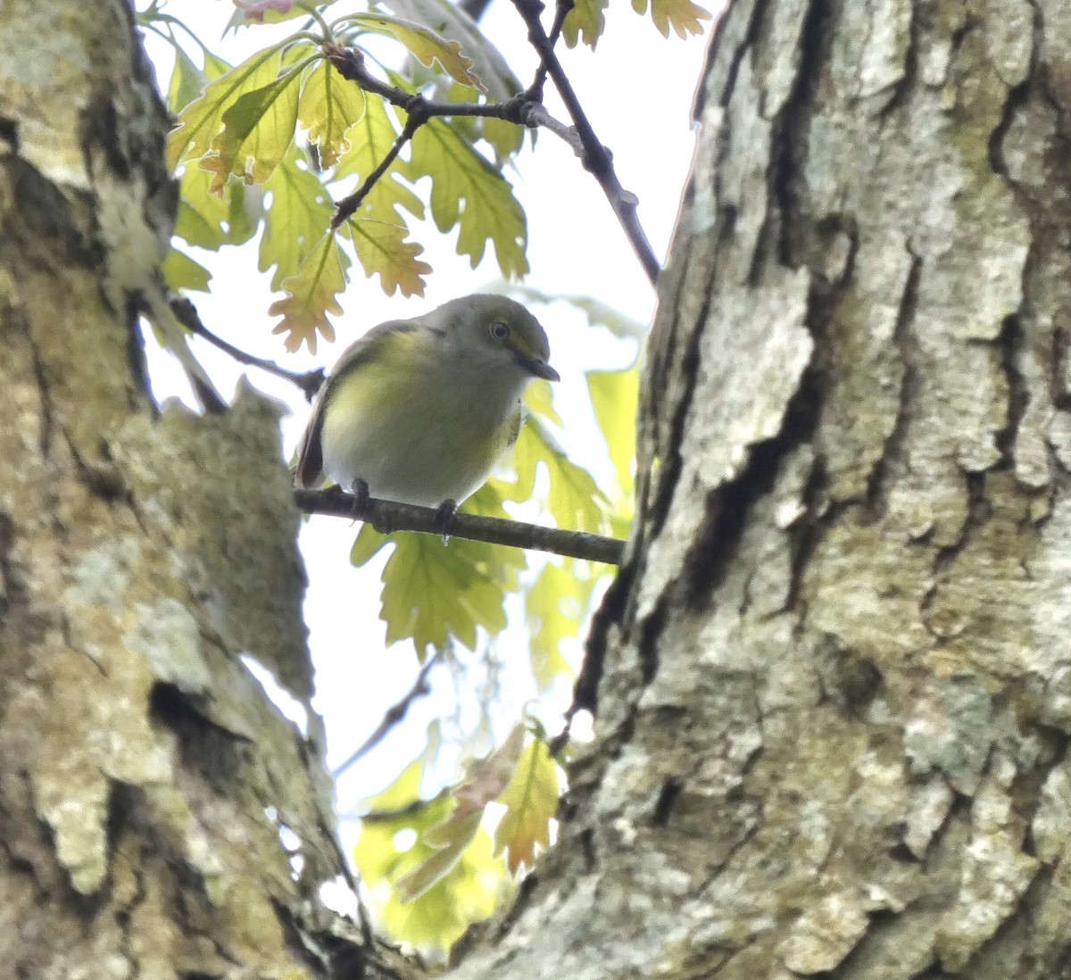 White-eyed Vireo - Derek Dunnett