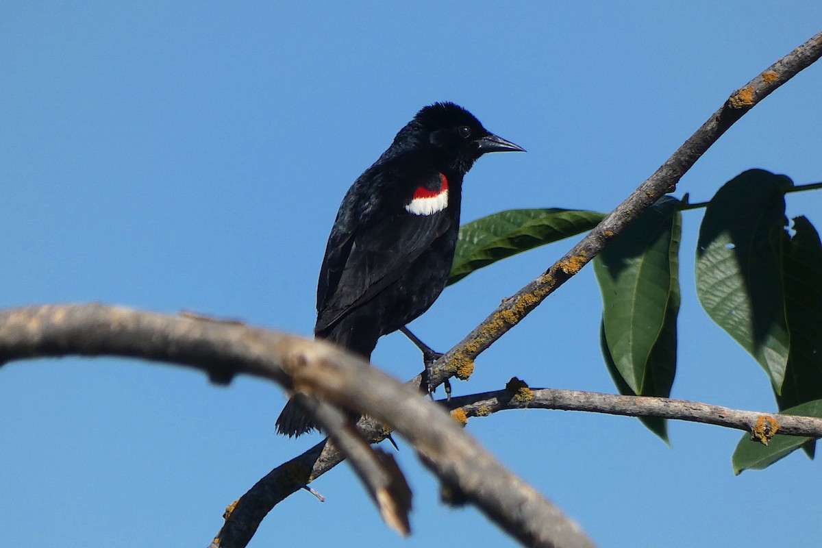 Tricolored Blackbird - D Krajnovich