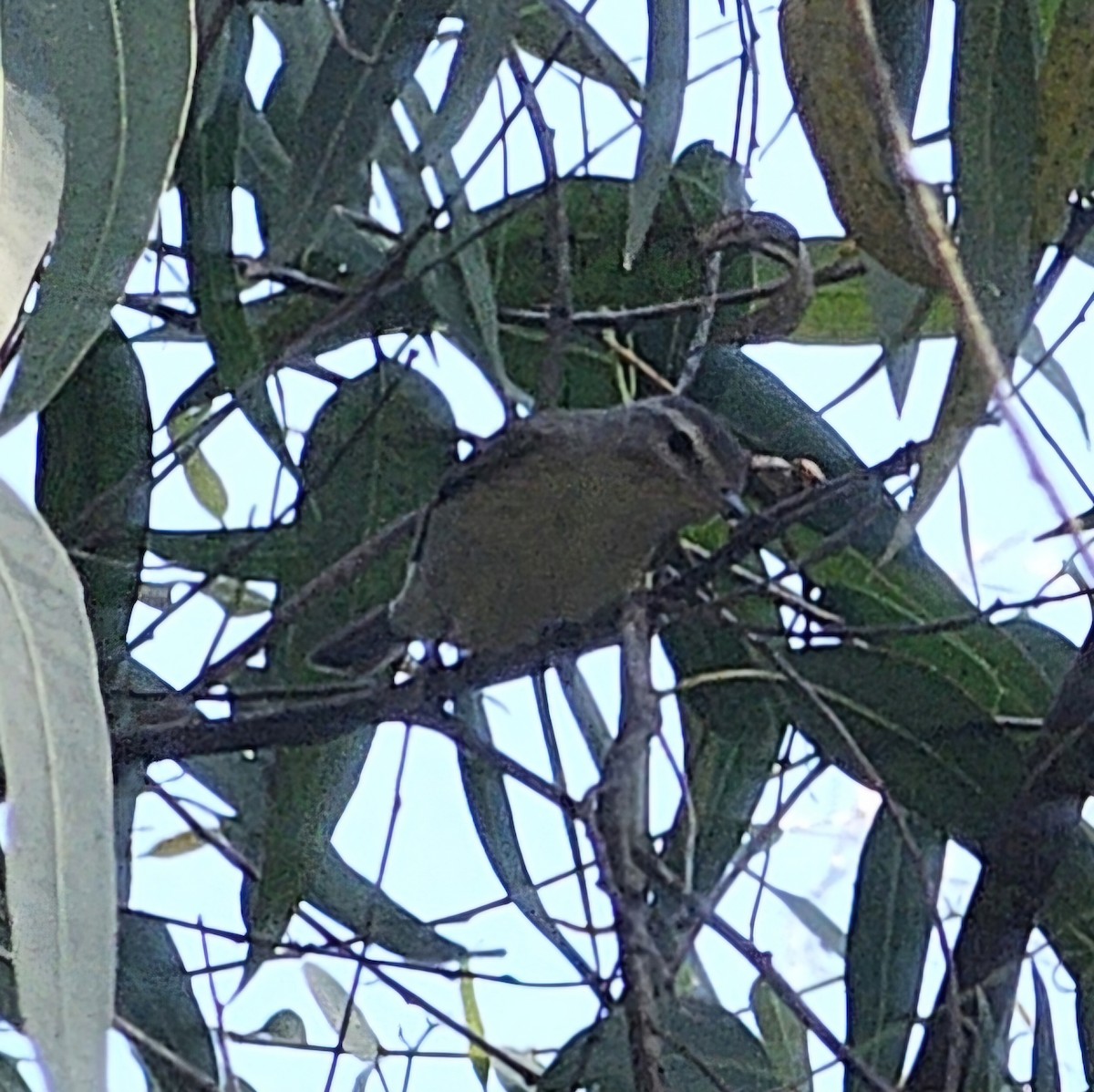 Warbling Vireo - Graeme Hinde