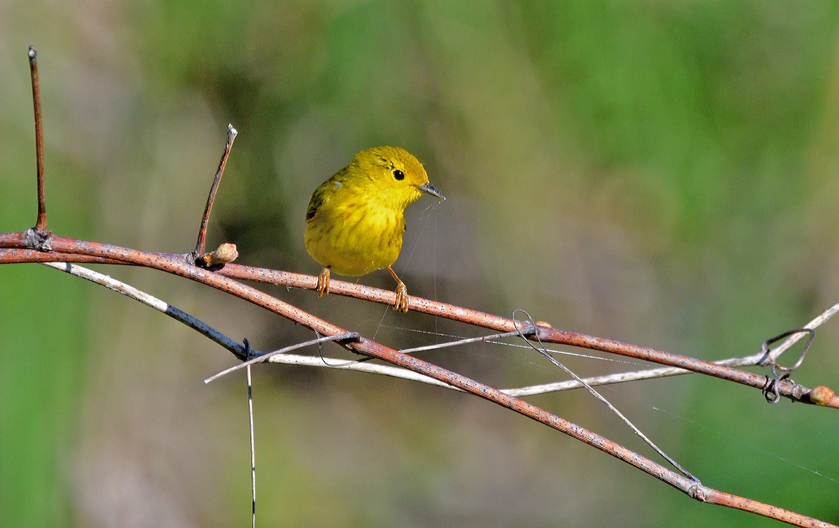 Yellow Warbler - Tom Long