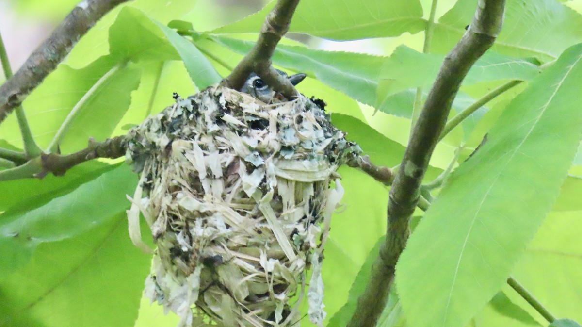 Blue-headed Vireo - Susan Talburt