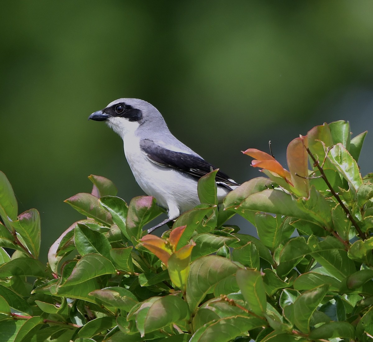 Loggerhead Shrike - Paul Nielson