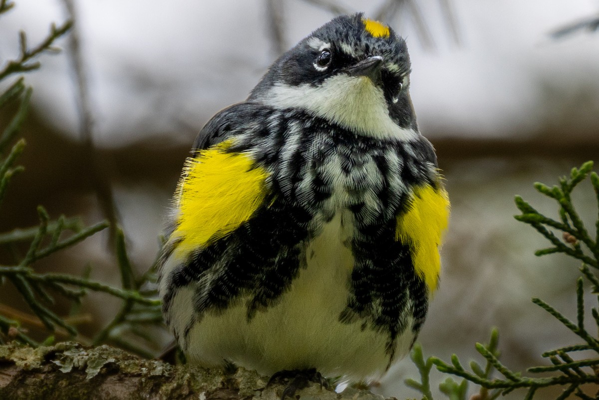 Yellow-rumped Warbler - L&J Meyer