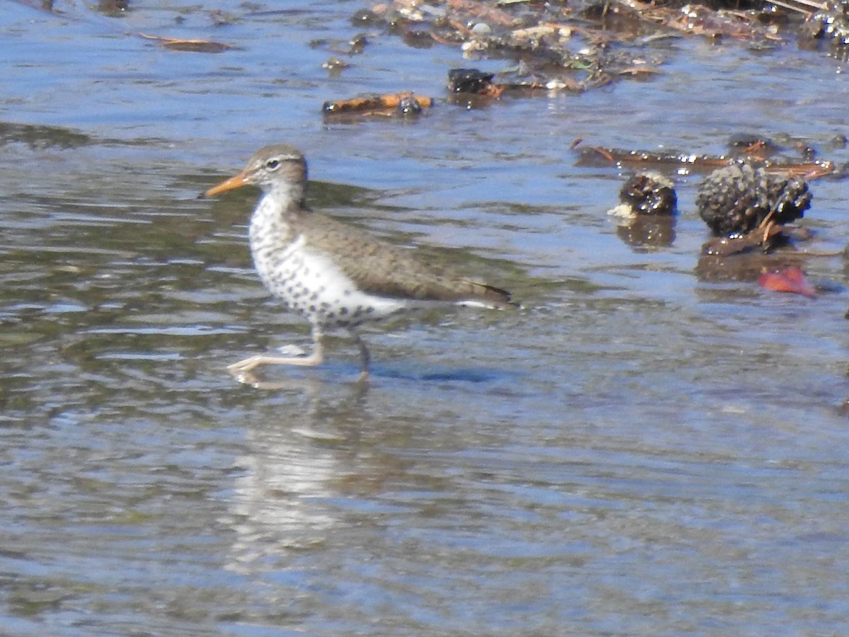 Spotted Sandpiper - Ruth Schrock