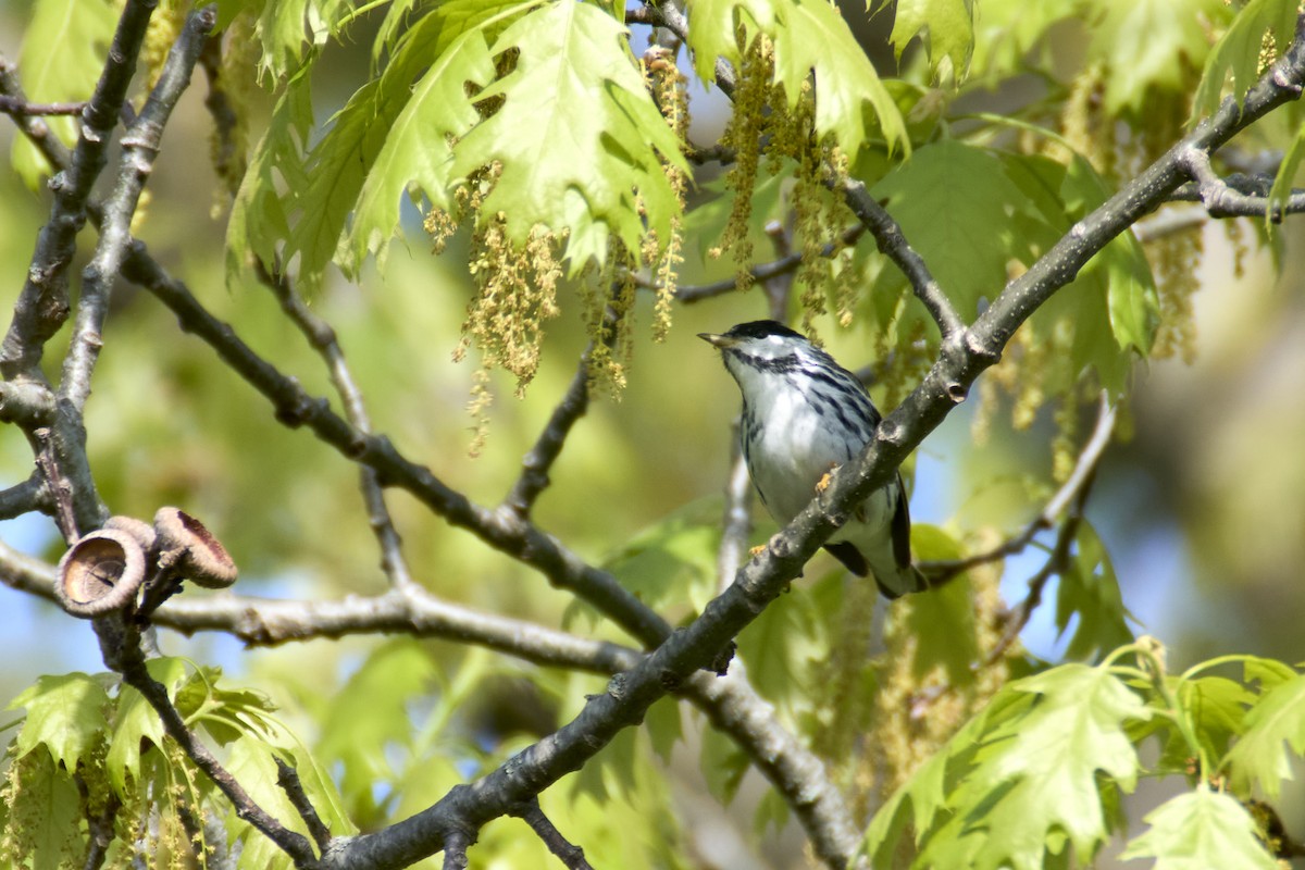 Blackpoll Warbler - Jay Dia