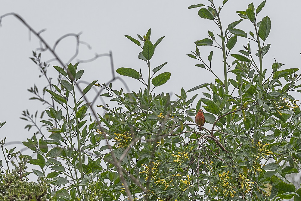 Summer Tanager - James McNamara