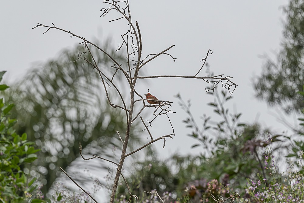 Summer Tanager - James McNamara