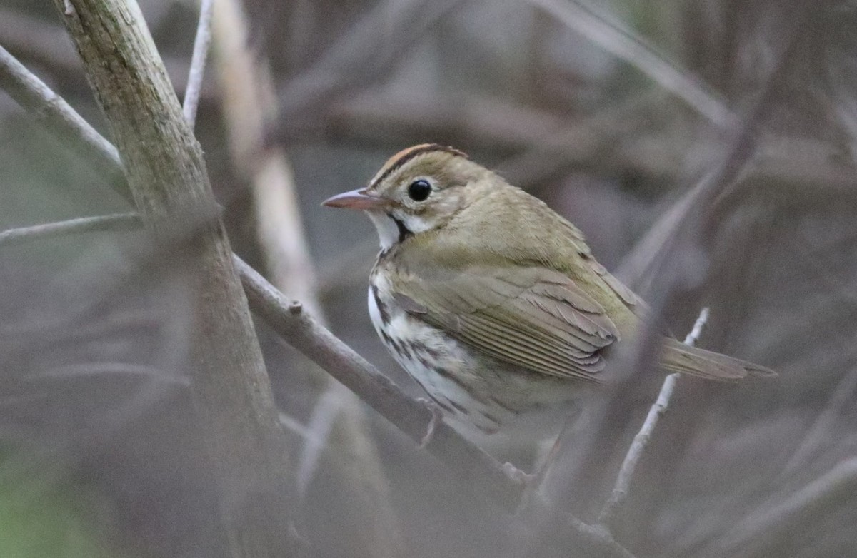 Ovenbird - Quinn Nial