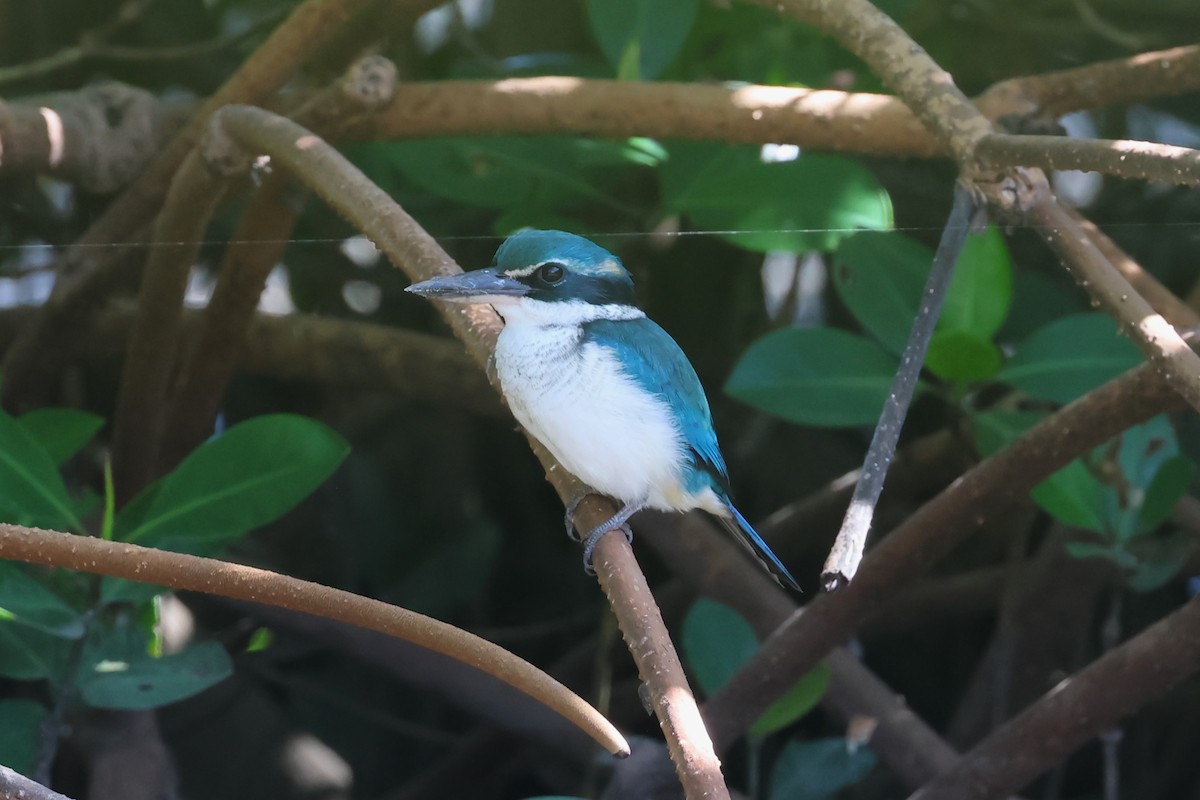 Pacific Kingfisher - Peter Christiaen