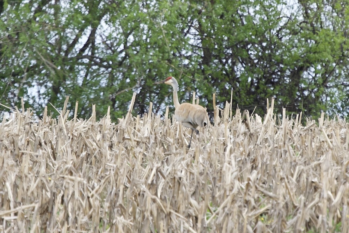 Sandhill Crane - Ian Jarvie