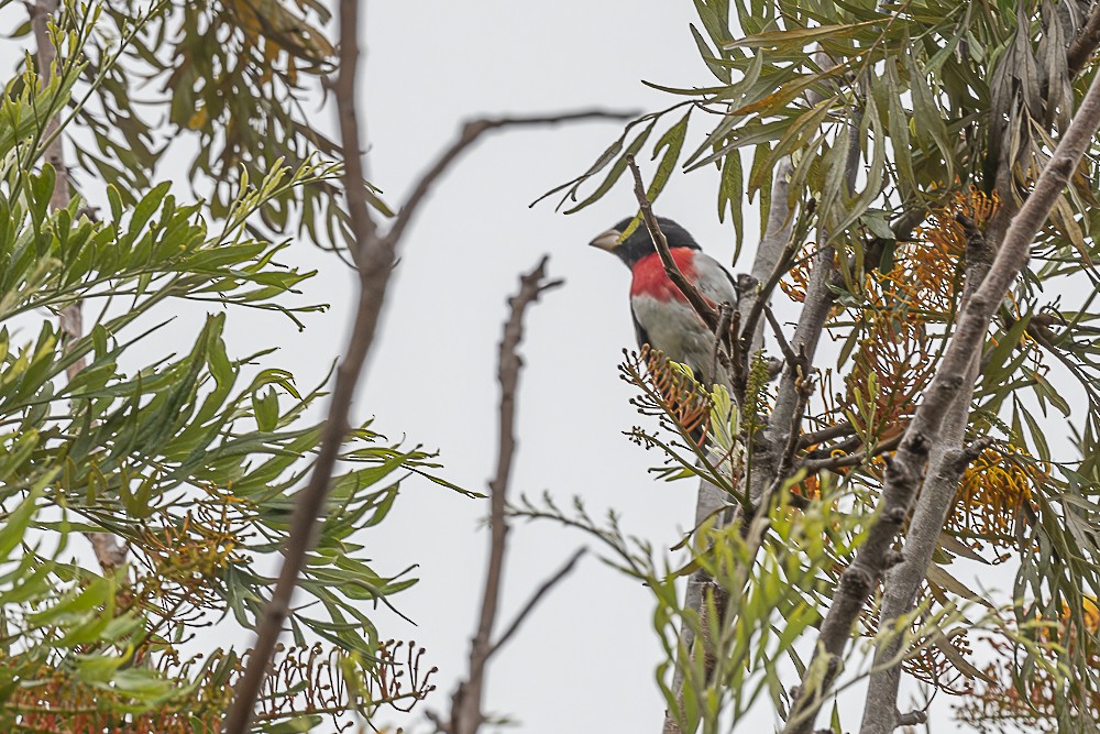 Rose-breasted Grosbeak - James McNamara