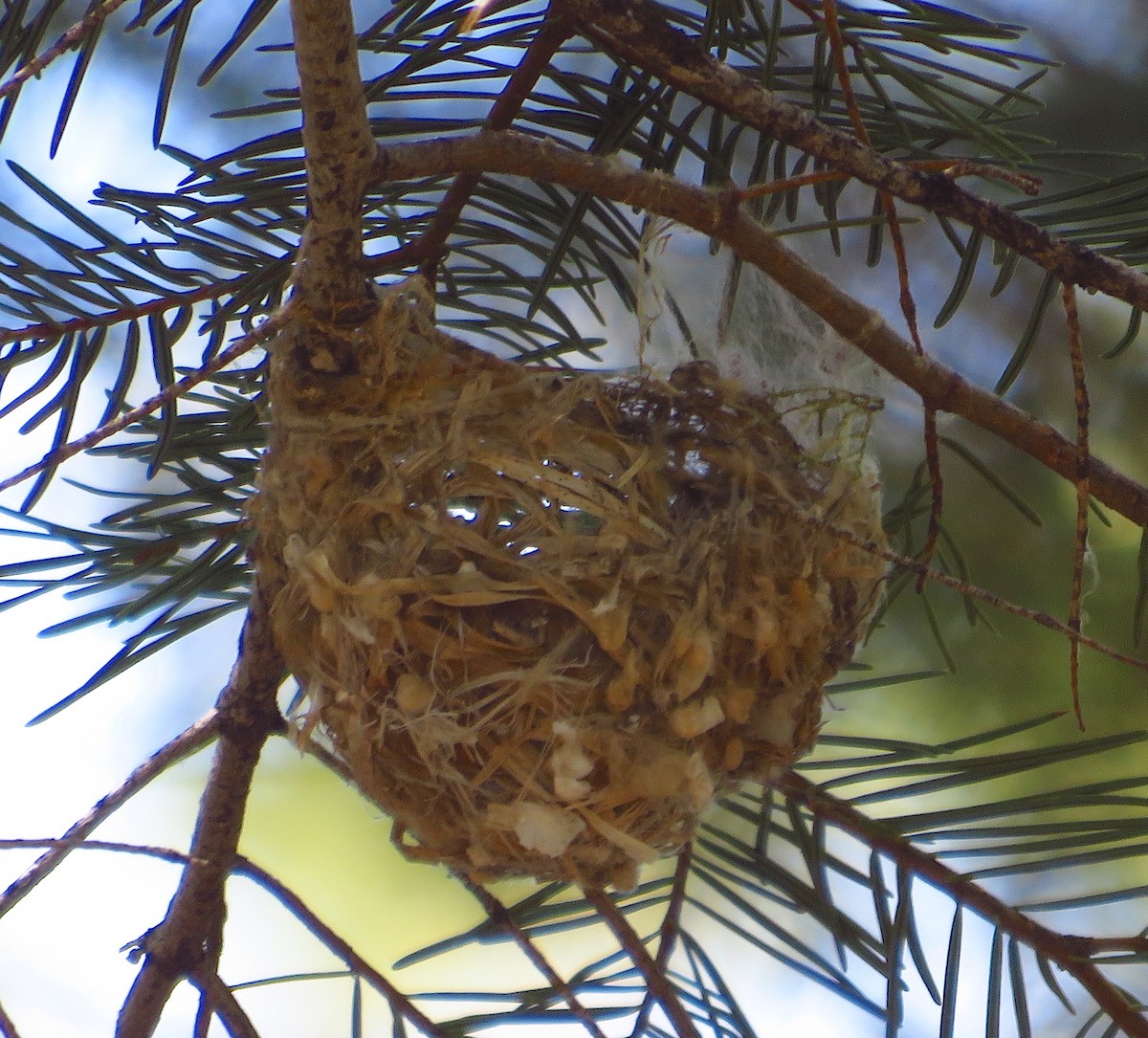 Cassin's Vireo - Denise Wight