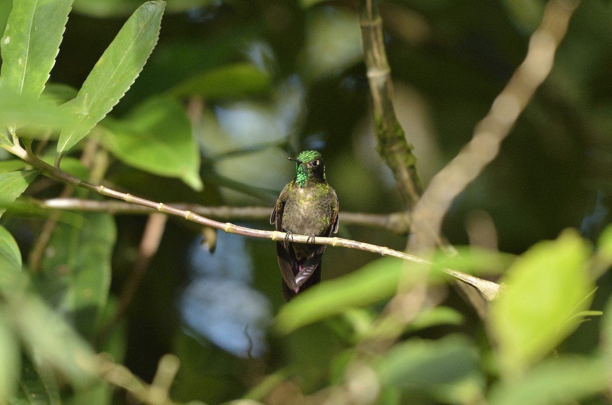 Tyrian Metaltail - Jose Esteban Cortes Rodríguez