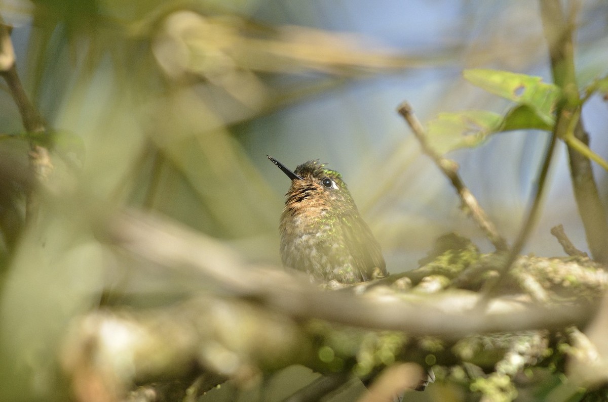 Tyrian Metaltail - Jose Esteban Cortes Rodríguez