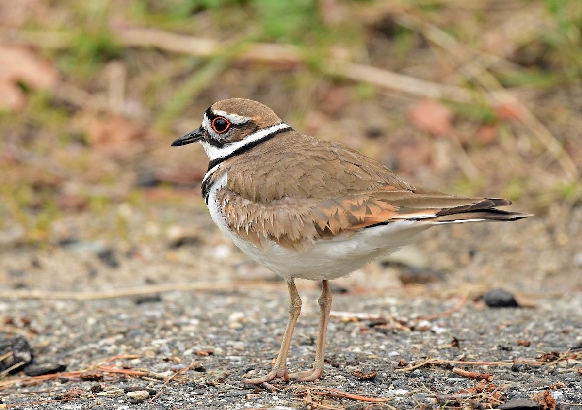 Killdeer - ML618925295